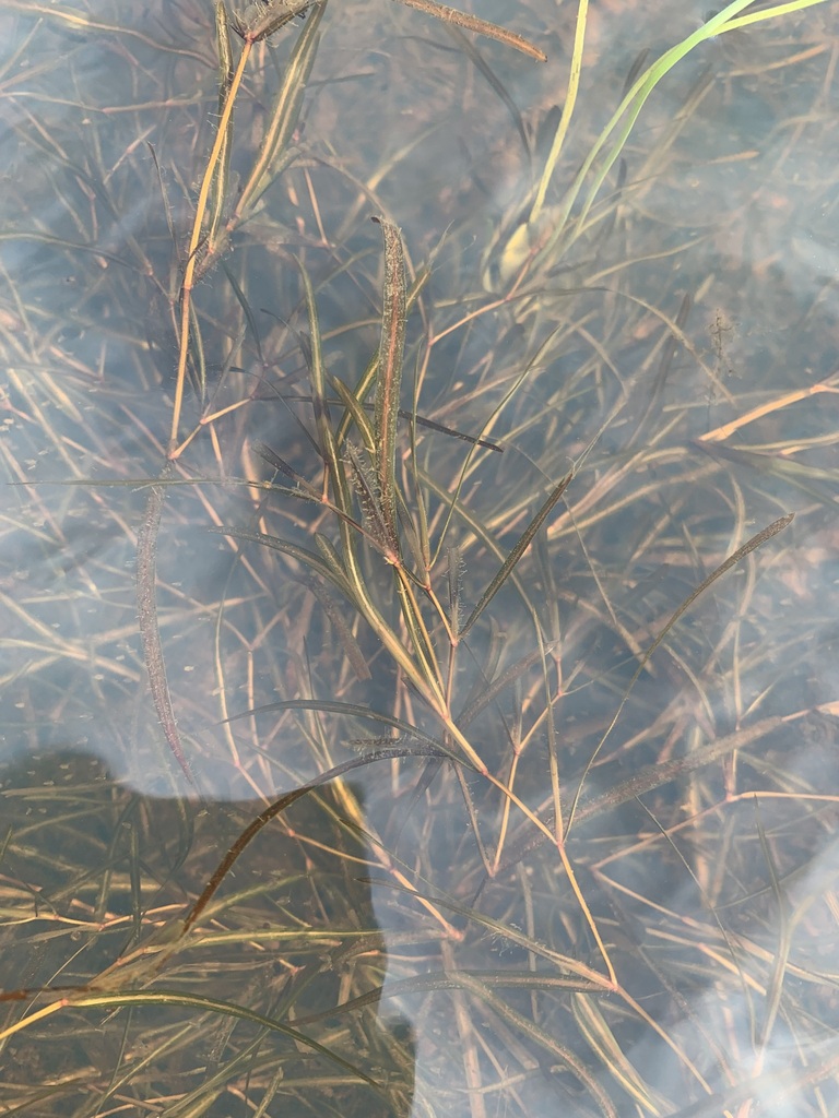 Yenisei River pondweed (Potamogeton sibiricus)