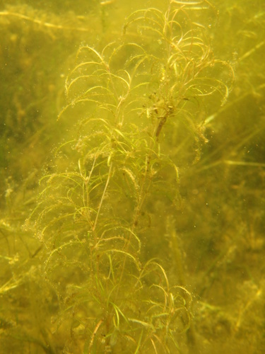 Spiral pondweed (Potamogeton spirillus)