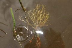 Spiral pondweed (Potamogeton spirillus)