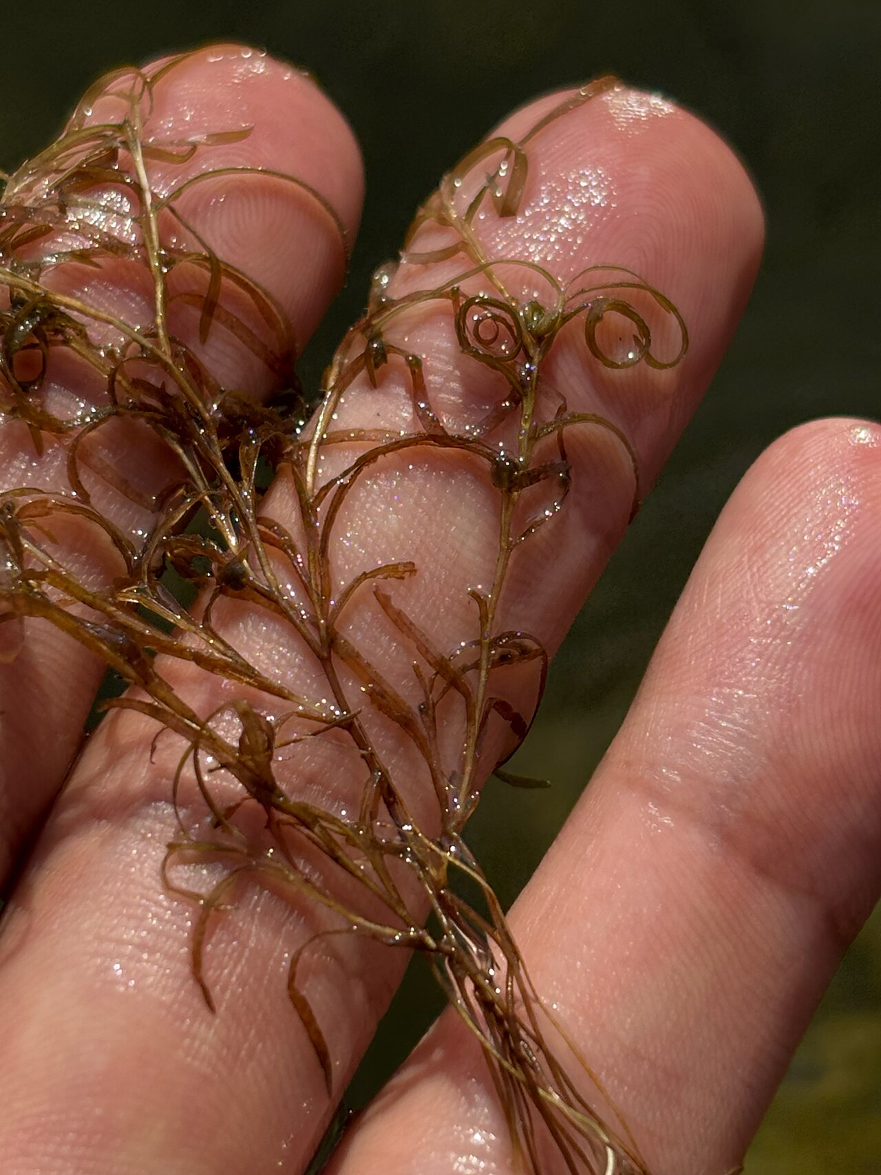 Spiral pondweed: Potamogeton spirillus, E Wakefield Blvd, Winsted, CT, US, 2025-08-09 (iNaturalist).