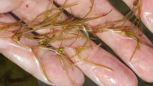 Spiral pondweed (Potamogeton spirillus)