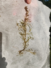 Spiral pondweed (Potamogeton spirillus)