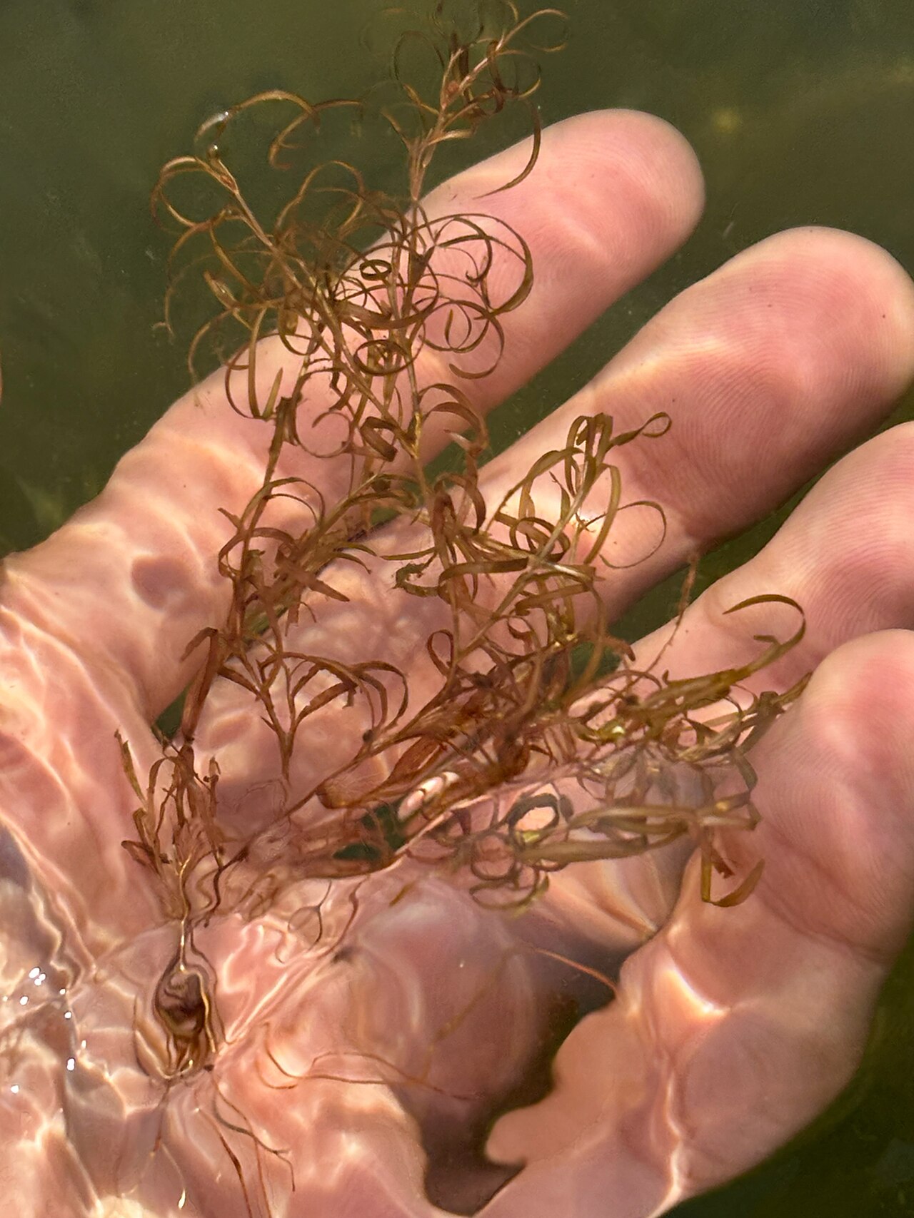 Spiral pondweed: Potamogeton spirillus, E Wakefield Blvd, Winsted, CT, US, 2025-08-09 (iNaturalist).