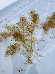 Spiral pondweed (Potamogeton spirillus)