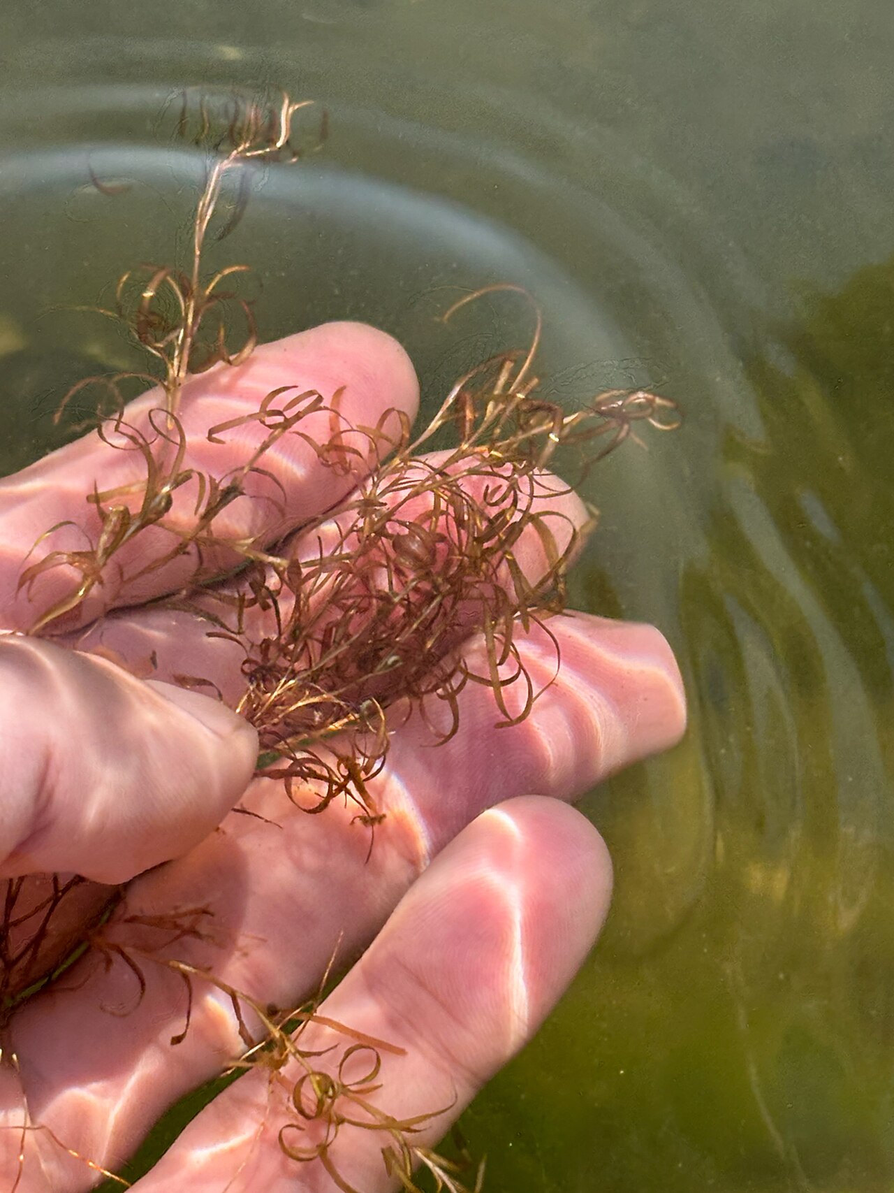 Spiral pondweed: Potamogeton spirillus, E Wakefield Blvd, Winsted, CT, US, 2025-08-09 (iNaturalist).