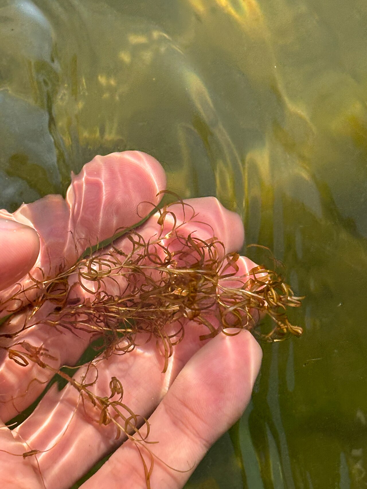 Spiral pondweed: Potamogeton spirillus, E Wakefield Blvd, Winsted, CT, US, 2025-08-09 (iNaturalist).