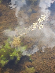 Spiral pondweed (Potamogeton spirillus)