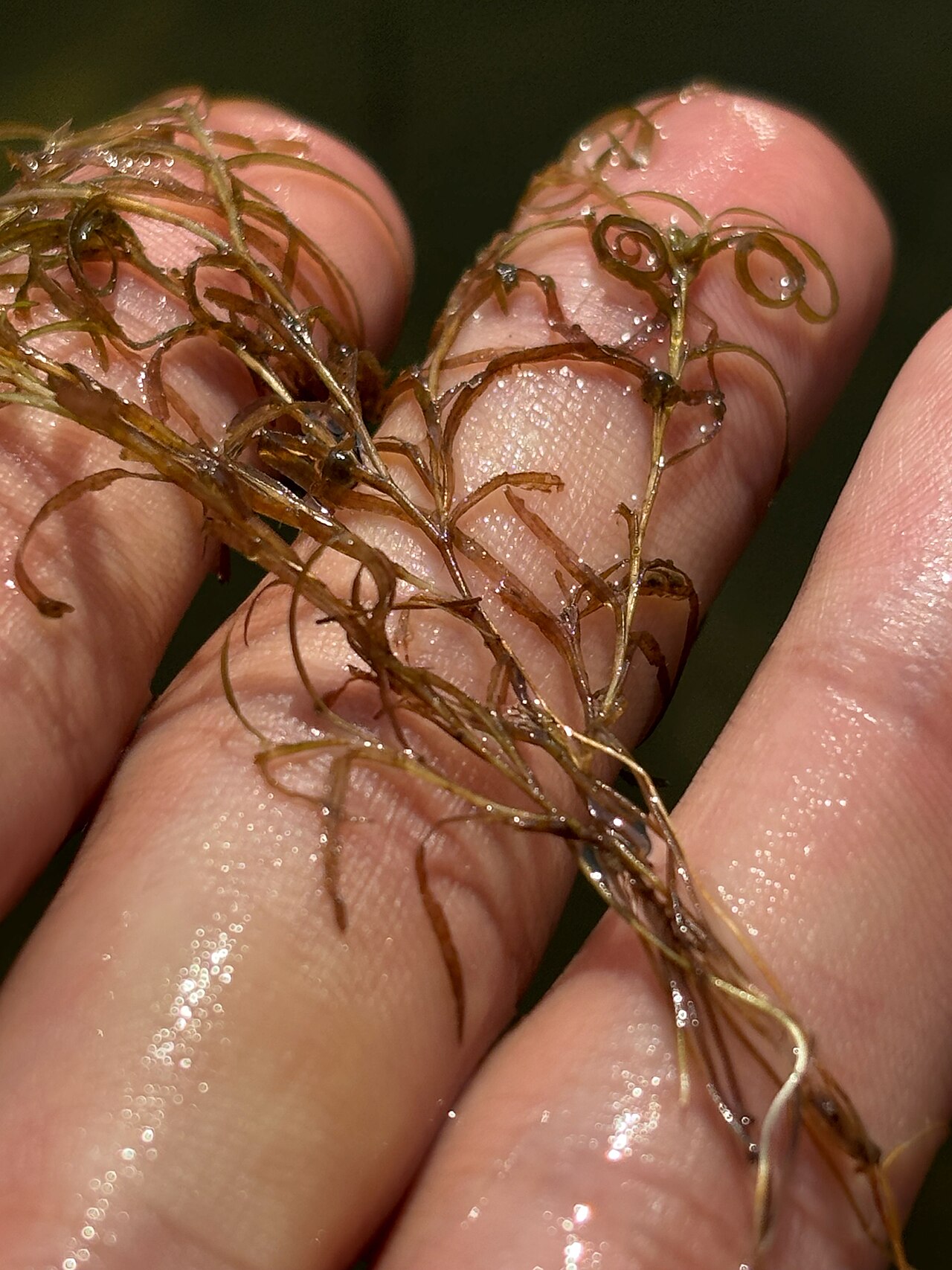 Spiral pondweed: Potamogeton spirillus, E Wakefield Blvd, Winsted, CT, US, 2025-08-09 (iNaturalist).