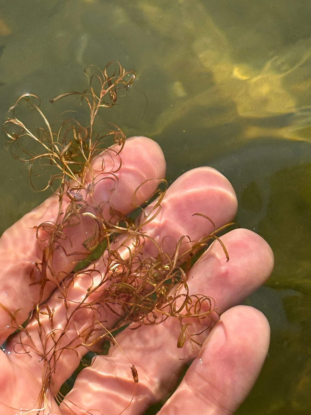 Spiral pondweed: Potamogeton spirillus, E Wakefield Blvd, Winsted, CT, US, 2025-08-09 (iNaturalist).