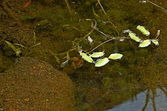 Potamogeton sulcatus (Potamogeton sulcatus)