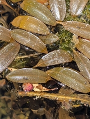 Potamogeton sulcatus (Potamogeton sulcatus)