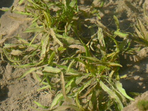 Potamogeton sulcatus (Potamogeton sulcatus)