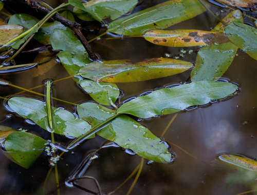 Pondweed (Potamogeton tricarinatus)