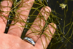 Hairlike pondweed (Potamogeton trichoides)