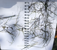 Hairlike pondweed (Potamogeton trichoides)