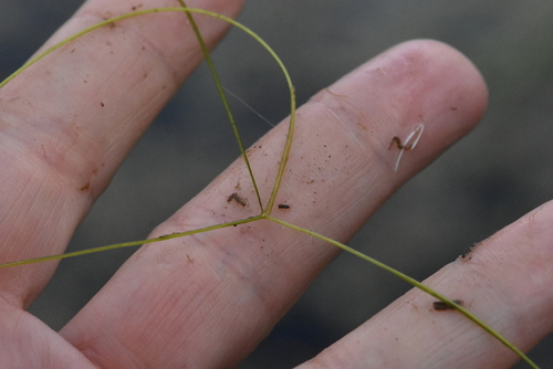 Hairlike pondweed (Potamogeton trichoides)