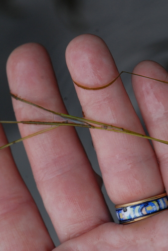 Hairlike pondweed (Potamogeton trichoides)