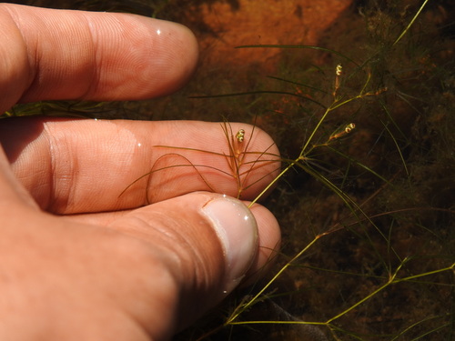 Hairlike pondweed (Potamogeton trichoides)