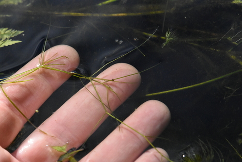 Hairlike pondweed (Potamogeton trichoides)
