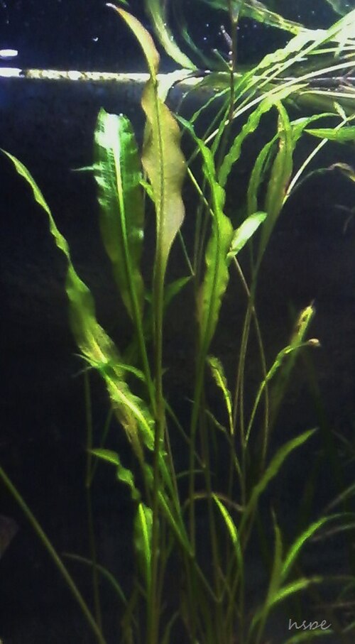 Potamogeton wrightii: Tomuto rdestu se dobře daří v tropických akváriích