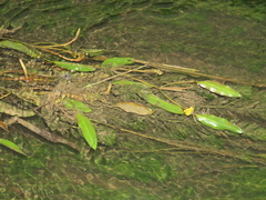 Potamogeton wrightii (Potamogeton wrightii)