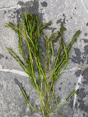 Potamogeton wrightii (Potamogeton wrightii)