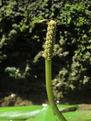 Potamogeton wrightii (Potamogeton wrightii)