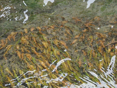 Potamogeton wrightii (Potamogeton wrightii)