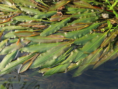 Potamogeton wrightii (Potamogeton wrightii)