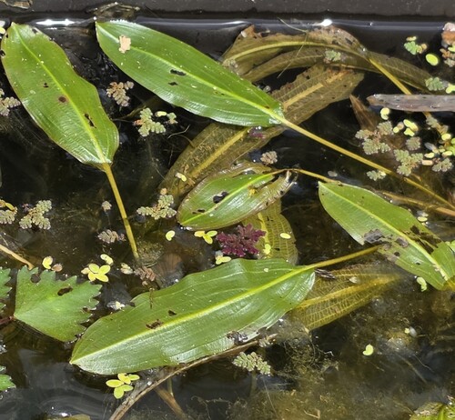 Potamogeton wrightii (Potamogeton wrightii)