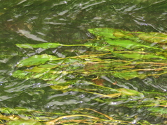 Potamogeton wrightii (Potamogeton wrightii)