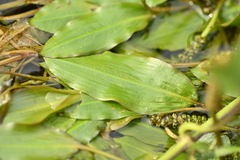 Potamogeton wrightii (Potamogeton wrightii)