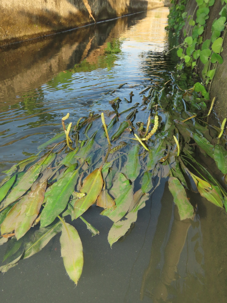 Potamogeton wrightii (Potamogeton wrightii)