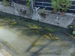 Potamogeton wrightii (Potamogeton wrightii)