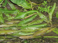 Potamogeton wrightii (Potamogeton wrightii)