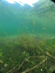 Potamogeton × angustifolius (Potamogeton × angustifolius)