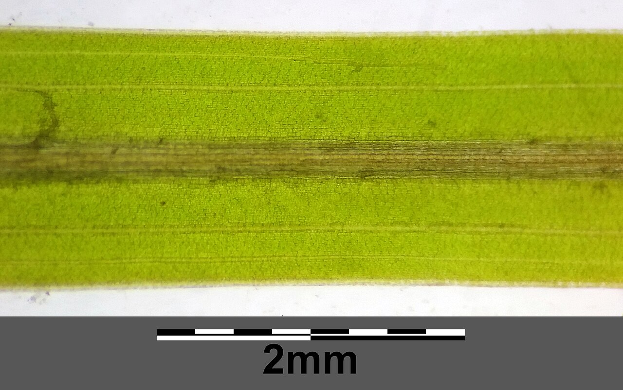 Potamogeton × confinis: Leaf (with transmitted light) Taxonym: Potamogeton friesii × pusillus ss Fischer et al. EfÖLS 2008 ISBN 978-3-85474-187-9 Location: Marchfeldkanal east of Brünn