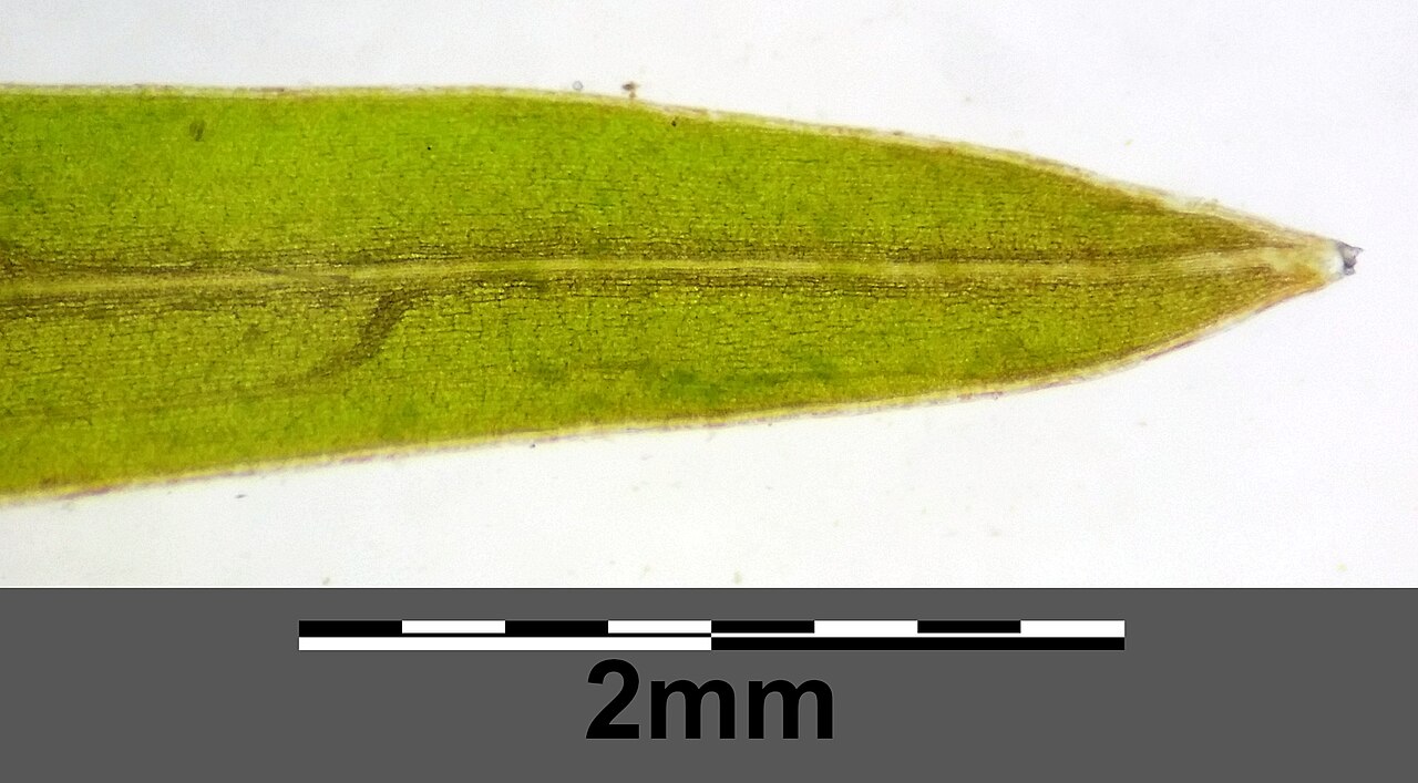 Potamogeton × confinis: Apex of leaf (with transmitted light) Taxonym: Potamogeton friesii × pusillus ss Fischer et al. EfÖLS 2008 ISBN 978-3-85474-187-9 Location: Marchfeldkanal east