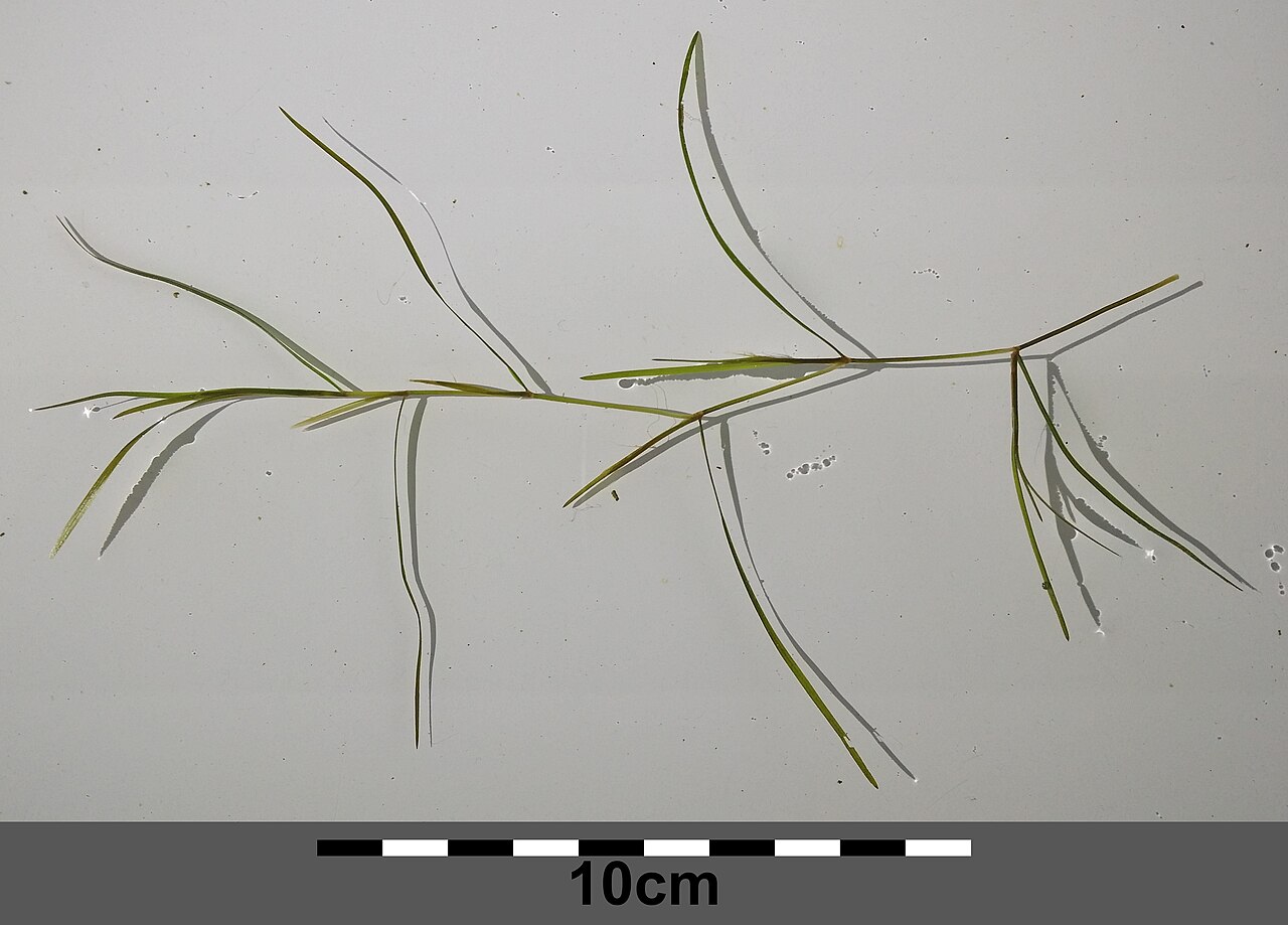 Potamogeton × confinis: Habitus Taxonym: Potamogeton friesii × pusillus ss Fischer et al. EfÖLS 2008 ISBN 978-3-85474-187-9 Location: Marchfeldkanal east of Brünner Straße, Wien-Florid
