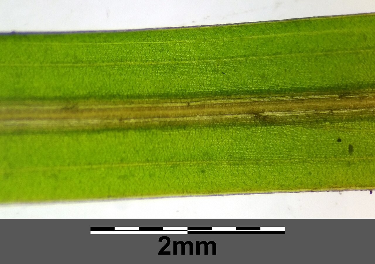 Potamogeton × confinis: Leaf (with transmitted light) Taxonym: Potamogeton friesii × pusillus ss Fischer et al. EfÖLS 2008 ISBN 978-3-85474-187-9 Location: Marchfeldkanal east of Brünn