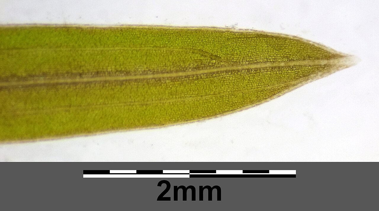Potamogeton × confinis: Apex of leaf (with transmitted light) Taxonym: Potamogeton friesii × pusillus ss Fischer et al. EfÖLS 2008 ISBN 978-3-85474-187-9 Location: Marchfeldkanal east