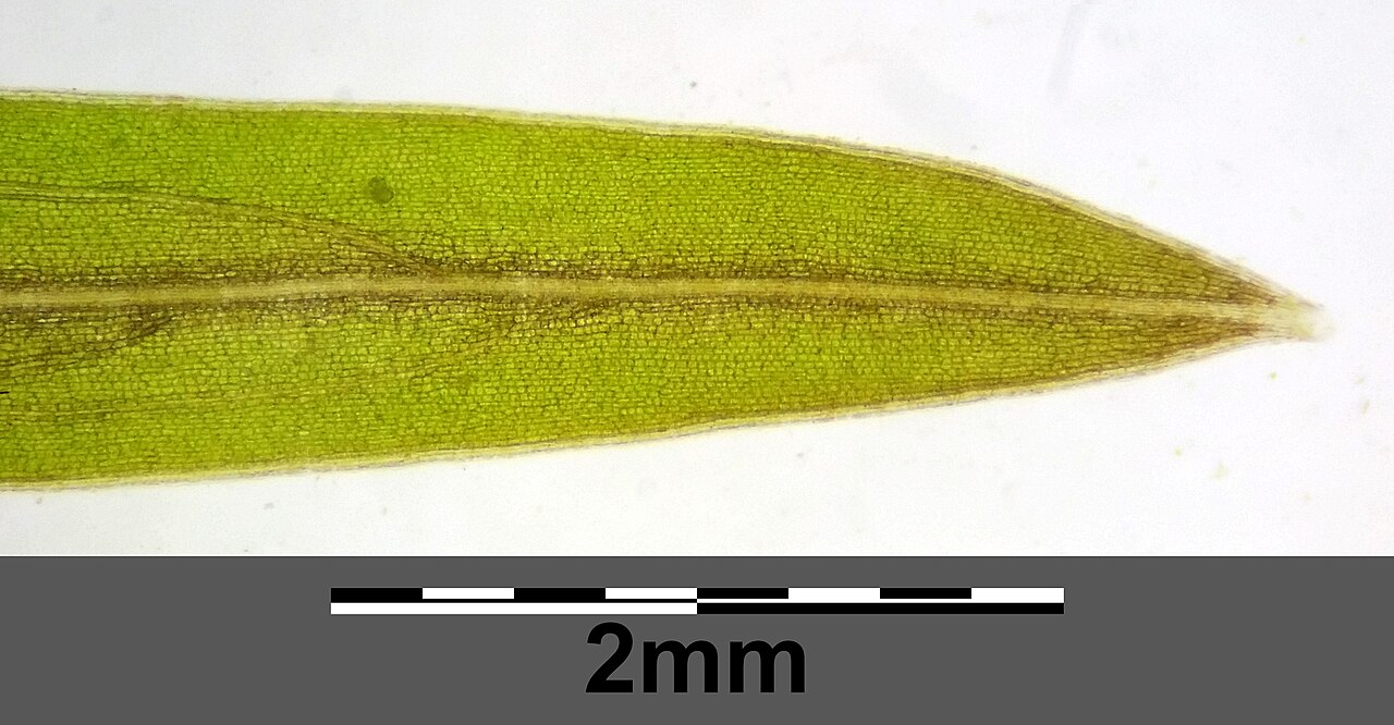 Potamogeton × confinis: Apex of leaf (with transmitted light) Taxonym: Potamogeton friesii × pusillus ss Fischer et al. EfÖLS 2008 ISBN 978-3-85474-187-9 Location: Marchfeldkanal east