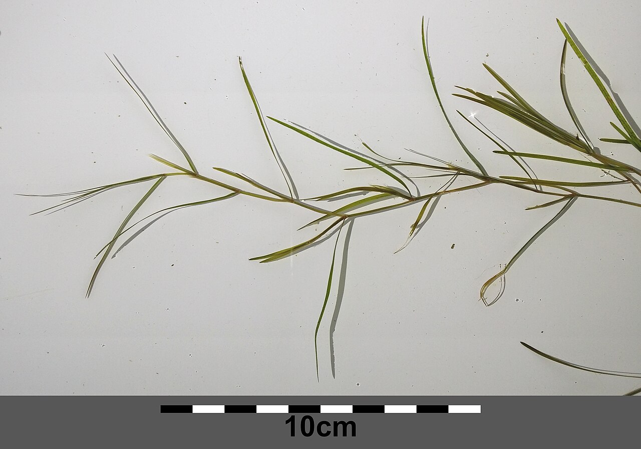 Potamogeton × confinis: Habitus Taxonym: Potamogeton friesii × pusillus ss Fischer et al. EfÖLS 2008 ISBN 978-3-85474-187-9 Location: Marchfeldkanal east of Brünner Straße, Wien-Florid