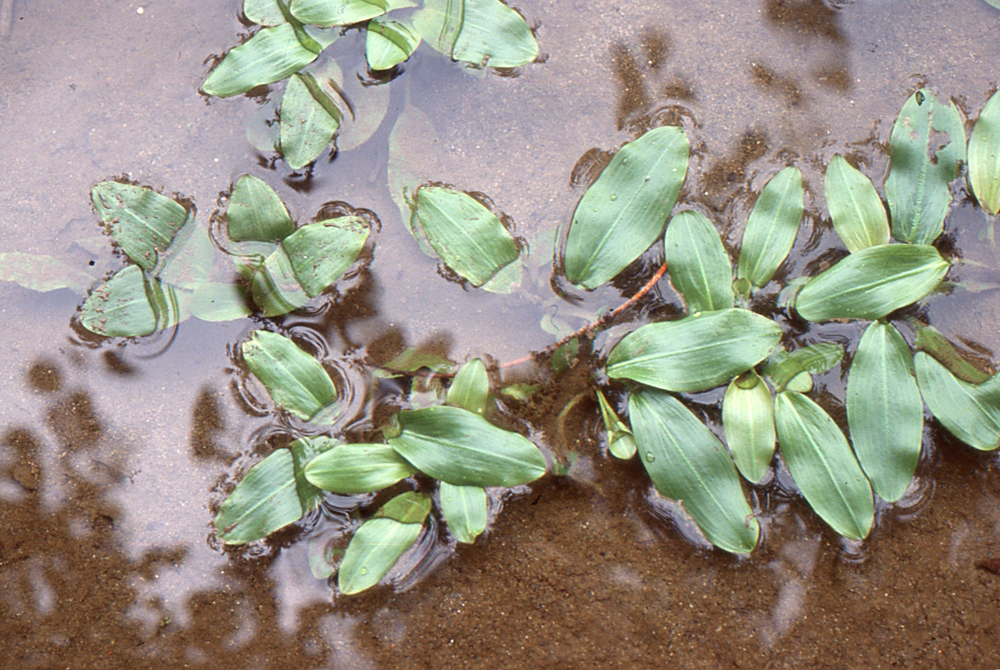 Potamogeton × fluitans: Potamogeton ×fluitans