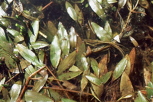Potamogeton × fluitans: Potamogeton ×fluitans