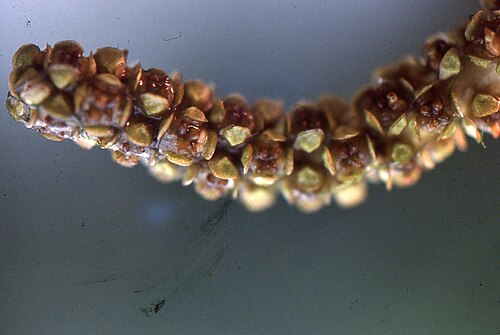 Potamogeton × fluitans: Potamogeton ×fluitans