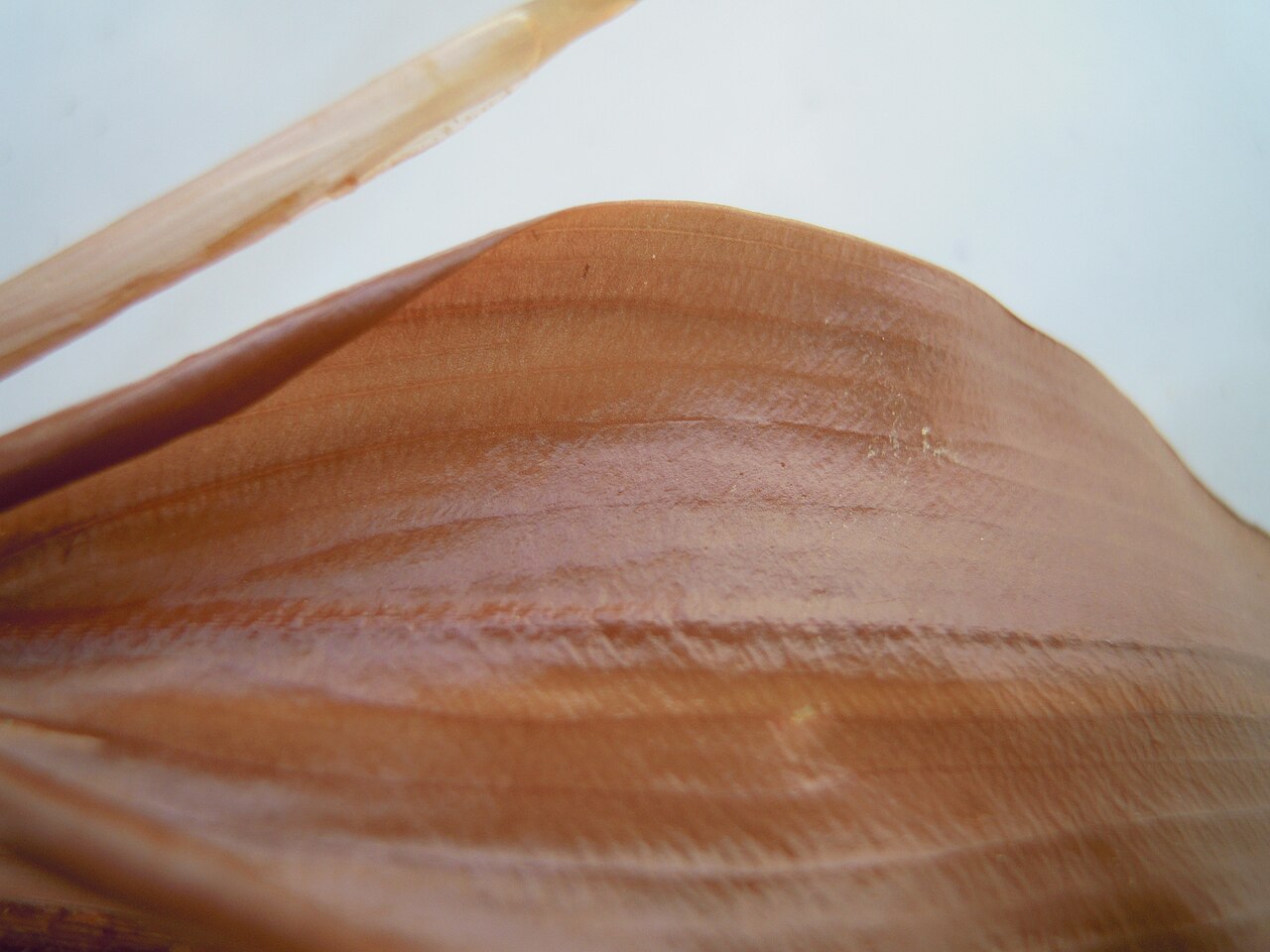 Potamogeton × fluitans: Potamogeton ×fluitans