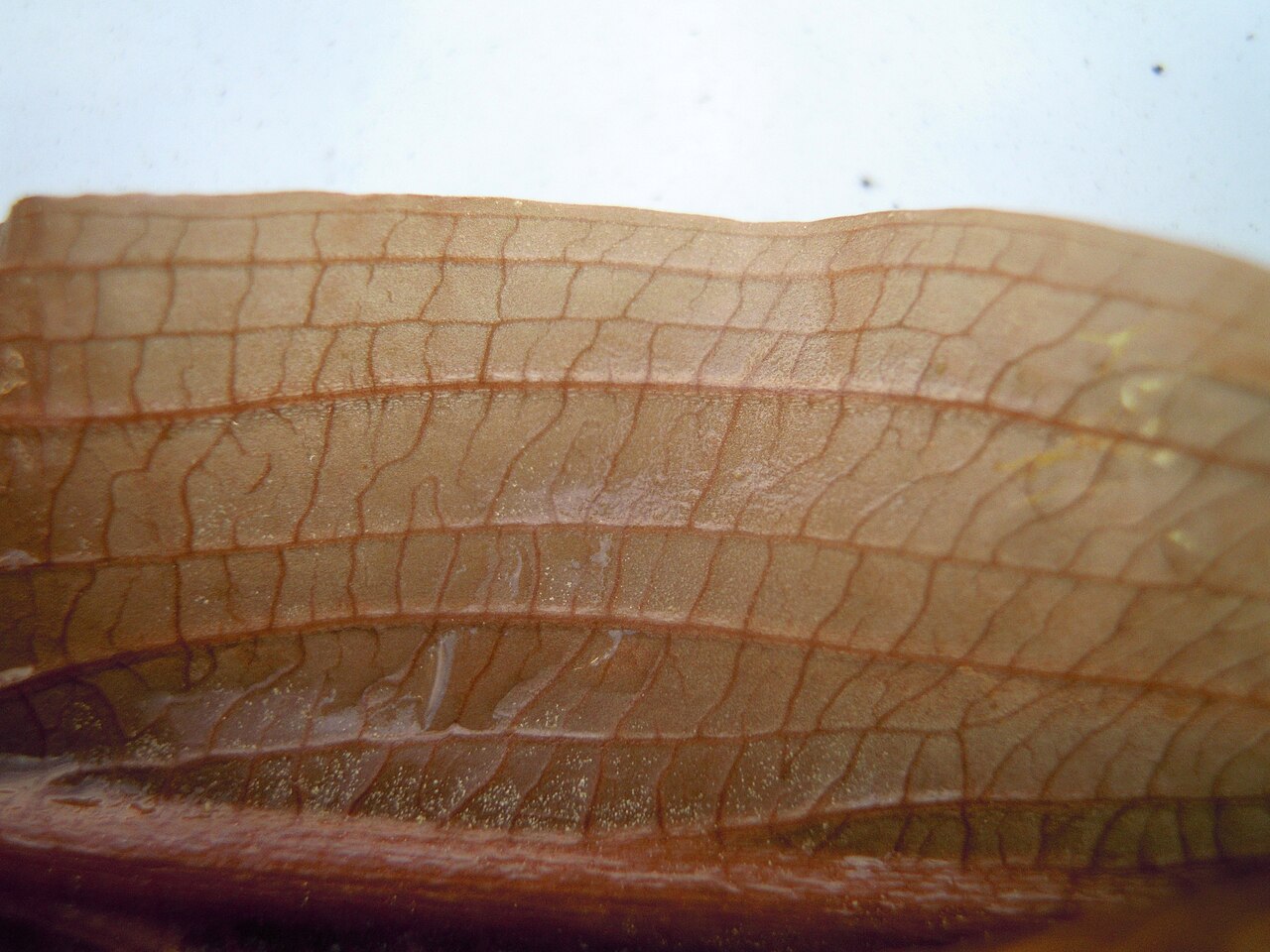 Potamogeton × fluitans: Potamogeton ×fluitans