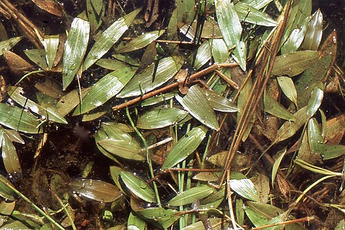 Potamogeton × fluitans: Potamogeton ×fluitans