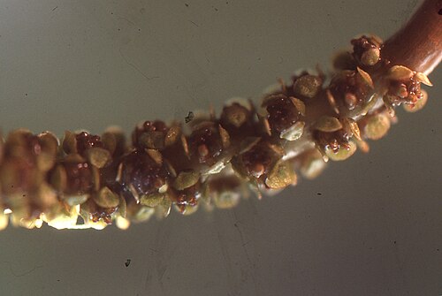 Potamogeton × fluitans: Potamogeton ×fluitans